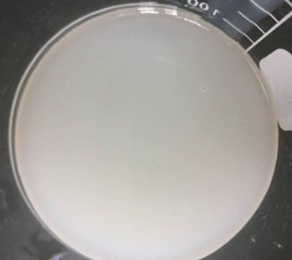 Polyacrylamid und C13-14 Isoparaffin und Laureth-7 Kaltprozess Emulgatoren für Sahne